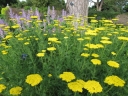 rośliny ogrodowe - Krwawnik wiązówkowaty żółty( Achillea filipendulina) C2