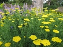 rośliny ozdobne - Krwawnik wiązówkowaty żółty( Achillea filipendulina) C2