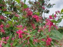sadzonki -  Suchodrzew tatarski Arnold Red (Lonicera tatarica Arnold Red) C5/80-100cm *3