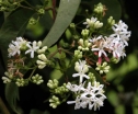 sklep ogrodniczy - Heptakodium chińskie Heptacodium miconioides - 20szt. nasion