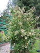rośliny ogrodowe - Heptakodium chińskie Heptacodium miconioides - 20szt. nasion
