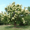 sadzonki - Lilak japoński IVORY SILK Syringa reticulata - 10szt. nasion