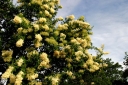 rośliny ozdobne - Lilak pekiński YELLOW FRAGRANCE Syringa pekinensis ~20szt. nasion