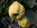 rośliny ogrodowe - Pigwa pospolita f.gruszkowata Cydonia oblonga - 5szt.nasion