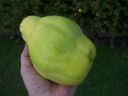 sklep ogrodniczy - Pigwa pospolita f.gruszkowata Cydonia oblonga - 5szt.nasion