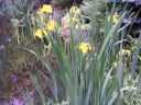 rośliny ogrodowe - Kosaciec ŻÓŁTY Irys Iris pseudacorus 5szt. nasion