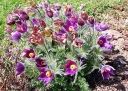 rośliny ogrodowe - Sasanka zwyczajna FIOLETOWA - 0,1g nasion  Pulsatilla vulgaris