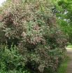 rośliny ozdobne - Suchodrzew tatarski Arnold Red (Lonicera tatarica Arnold Red) C5/80-100cm *3