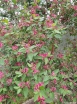 rośliny ogrodowe - Suchodrzew tatarski Arnold Red (Lonicera tatarica Arnold Red) C5/80-100cm *3