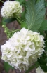 rośliny ogrodowe -  Kalina koralowa ROSEUM Viburnum opulus C2-C3/40-60cm *20K