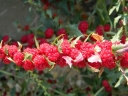 rośliny ozdobne -  Truskawkoszpinak Komosa rózgowa Chenopodium foliosum - nasiona 0,1g