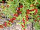sadzonki - Truskawkoszpinak Komosa rózgowa Chenopodium foliosum - nasiona 0,1g