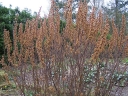 sadzonki - Myrica gale Woskownica europejska - nasiona 20szt