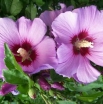 rośliny ogrodowe -  HIBISCUS syriacus Ketmia syryjska ~20szt. nasion