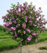 rośliny ogrodowe - HIBISCUS syriacus Ketmia syryjska ~20szt. nasion