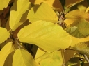 sadzonki - Oczar pośredni Hamamelis x intermedia -5 nasion