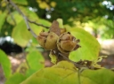 sadzonki - Oczar pośredni Hamamelis x intermedia -5 nasion
