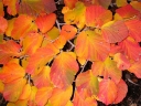 rośliny ogrodowe - Oczar pośredni Hamamelis x intermedia -5 nasion