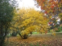 rośliny ogrodowe - Oczar pośredni Hamamelis x intermedia -5 nasion