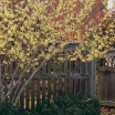 rośliny ogrodowe - Oczar pośredni Hamamelis x intermedia -5 nasion