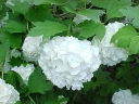 rośliny ogrodowe - Kalina koralowa ROSEUM Viburnum opulus C2-C3/40-60cm *20K