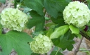 sklep ogrodniczy - Kalina koralowa ROSEUM Viburnum opulus C2-C3/40-60cm *20K