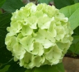 rośliny ogrodowe - Kalina koralowa ROSEUM Viburnum opulus C2-C3/40-60cm *20K