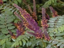 rośliny ozdobne -  Amorfa krzewiasta zw. Indygowiec Amorpha fruticosa ~30szt. nasion