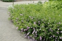 rośliny ozdobne - Indigofera heterantha Indygowiec himalajski ~ 10 nasion