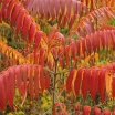 rośliny ogrodowe -  Sumak octowiec Rhus typhina - 20 szt. nasion