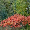 sklep ogrodniczy - Sumak octowiec Rhus typhina - 20 szt. nasion