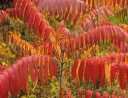 sadzonki - Sumak octowiec Rhus typhina - 20 szt. nasion