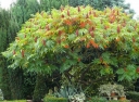 sklep ogrodniczy - Sumak octowiec Rhus typhina - 20 szt. nasion