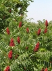 rośliny ozdobne - Sumak octowiec Rhus typhina - 20 szt. nasion