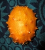 sadzonki - Kiwano - Cucumis metuliferus - nasiona 0,2 g