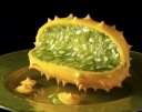rośliny ozdobne - Kiwano - Cucumis metuliferus - nasiona 0,2 g