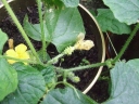 rośliny ogrodowe - Kiwano - Cucumis metuliferus - nasiona 0,2 g
