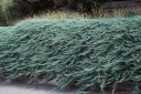 rośliny ogrodowe - Jałowiec płaczący BAR HARBOR forma pienna C5/80-100cm