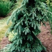 rośliny ozdobne -  Świerk biały PENDULA Picea glauca bryła/1-1,4m