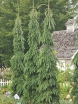 rośliny ozdobne - Świerk biały PENDULA Picea glauca bryła/1-1,4m