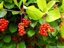rośliny ogrodowe -  Cytryniec chiński  (Schisandra chinensis)