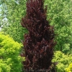 rośliny ogrodowe -  Buk pospolity ROHAN OBELISK Fagus sylvatica C2/60cm *17