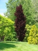sklep ogrodniczy - Buk pospolity ROHAN OBELISK Fagus sylvatica C2/60cm *17