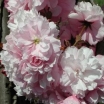 rośliny ozdobne -  Wiśnia kolumnowa AMANOGAWA piłkowana Prunus serrulata C5/1,2-1,4m *K6