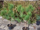 rośliny ozdobne - Sosna gęstokwiatowa UMBRACULIFERA C3/60-80cm