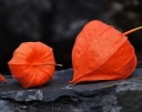 rośliny ozdobne -  Miechunka rozdęta GIGANTEA 'Winter Cherry' Physalis alkekengi var. franchetii - 5szt. nasi