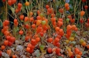 sadzonki - Miechunka rozdęta GIGANTEA 'Winter Cherry' Physalis alkekengi var. franchetii - 5szt. nasi