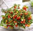 sklep ogrodniczy - Miechunka rozdęta GIGANTEA 'Winter Cherry' Physalis alkekengi var. franchetii - 5szt. nasi