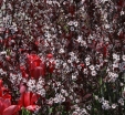 rośliny ozdobne - Śliwa dziecięca (Prunus x cistena) - krzew C5/40-60cm *6