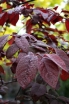 sklep ogrodniczy - Śliwa dziecięca (Prunus x cistena) - krzew C5/40-60cm *6